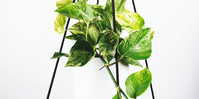 英超联赛比赛场景，球员在绿茵场上激烈拼抢